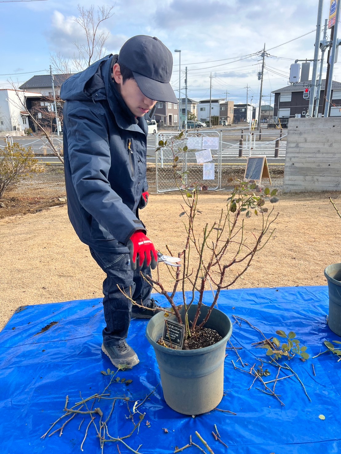 初心者でもバラをきれいに咲かせる３つのポイント（鉢バラの植え替え）