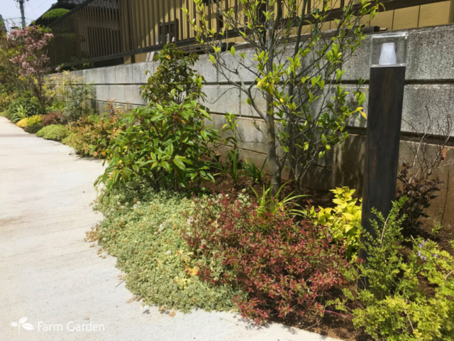 シレネの斑入りの葉と白い壺型の花が可愛いです